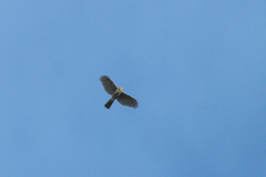 Accipiter virgatus fuscipectus