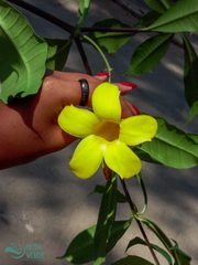 Allamanda