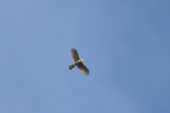 Accipiter virgatus fuscipectus