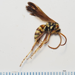 Poecilopompilus interruptus