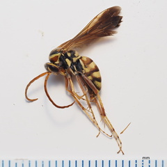 Poecilopompilus interruptus