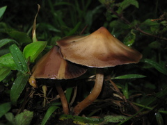 Psilocybe caerulescens