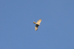 Accipiter virgatus fuscipectus