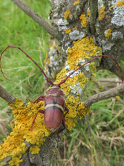 Deretrachys juvencus