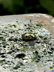 Calligrapha fulvipes