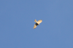 Accipiter virgatus fuscipectus