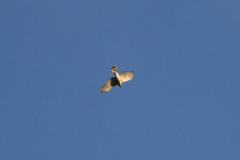 Accipiter virgatus fuscipectus