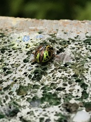 Calligrapha fulvipes