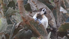 Propithecus verreauxi