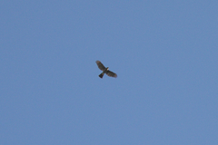 Accipiter virgatus fuscipectus