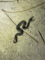 Sistrurus miliarius barbouri