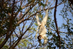 Propithecus verreauxi