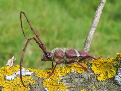 Deretrachys juvencus