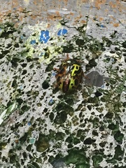 Calligrapha fulvipes