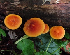 Heimiomyces tenuipes