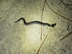 Sistrurus miliarius barbouri