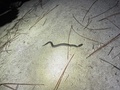 Sistrurus miliarius barbouri