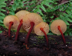 Heimiomyces tenuipes