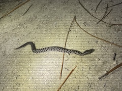 Sistrurus miliarius barbouri