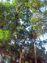 Arecaceae