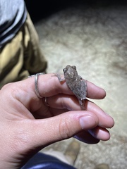 Hyla femoralis