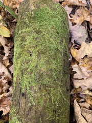 Callicladium imponens