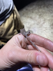 Hyla femoralis