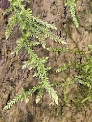 Callicladium imponens