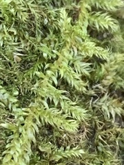 Callicladium imponens