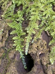 Callicladium imponens