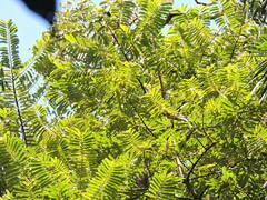 Virola bicuhyba