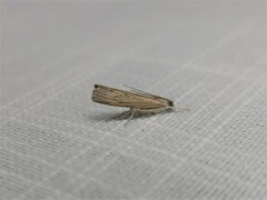 Culladia cuneiferellus