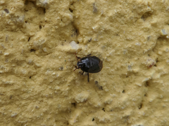 Geotomini