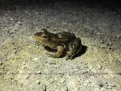 Lithobates grylio
