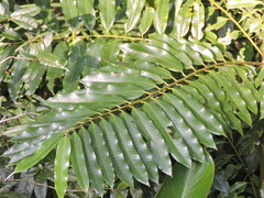 Virola bicuhyba