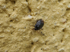 Geotomini
