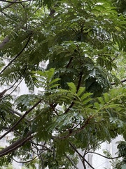 Peltophorum pterocarpum