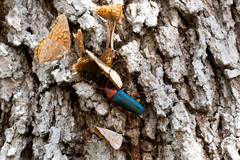 Stenaspis verticalis