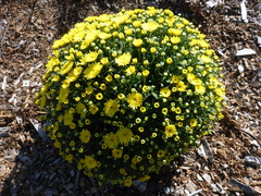 Chrysanthemum morifolium