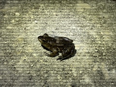 Lithobates grylio