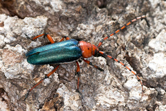 Stenaspis verticalis