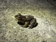 Lithobates grylio