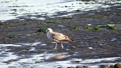 Larus dominicanus
