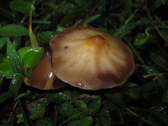 Psilocybe caerulescens