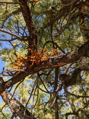 Arceuthobium campylopodum