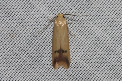 Tachystola hemisema