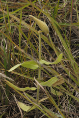 Asclepias lanuginosa