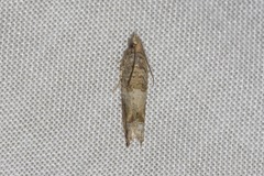 Crocidosema plebejana