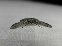 Hypobapta tachyhalotaria