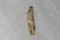 Crocidosema plebejana